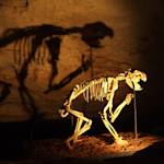 Australian Megafauna