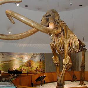 Megafauna Abundance
