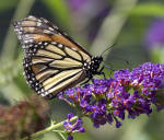 Butterfly Bush