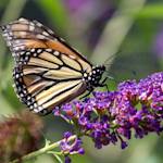 Butterfly Bush