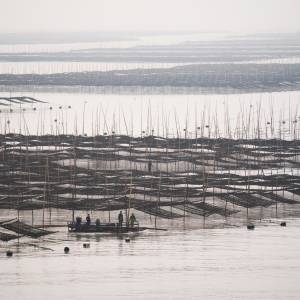 China, world leader in seaweed aquaculture