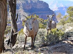 Animals of the river basin