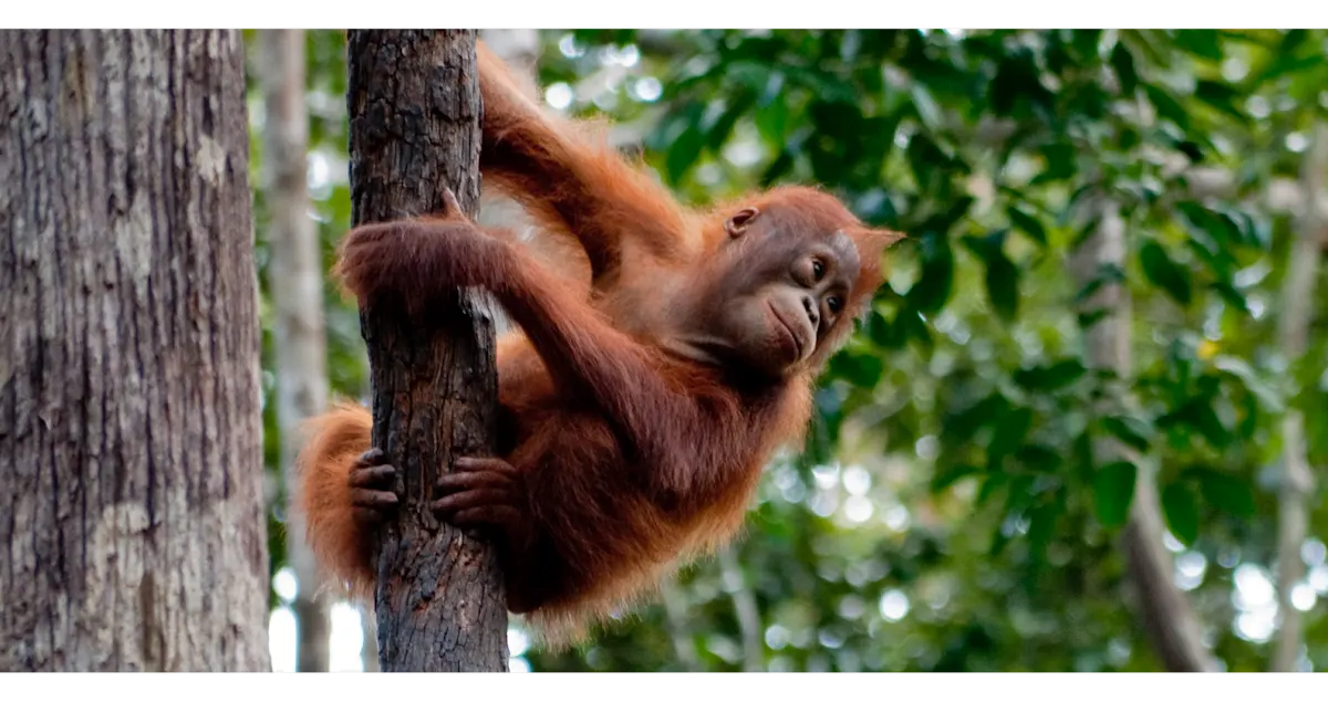 PALM OIL orangutan