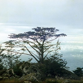 What is missing? | Mulanje Cedar, Widdringtonia whytei