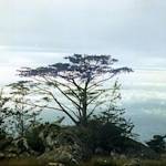 Mulanje Cedar, Widdringtonia whytei