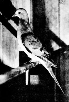 What is missing? | Passenger Pigeon