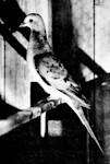 Passenger Pigeon