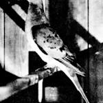 Passenger Pigeon
