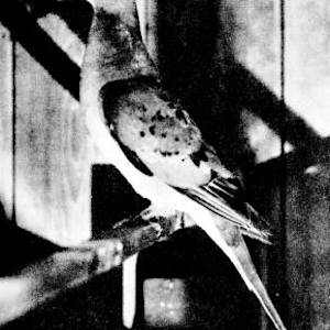 Passenger Pigeon