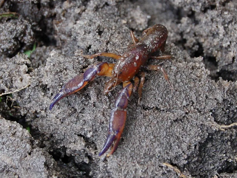 What is missing? | Burrowing Crayfish