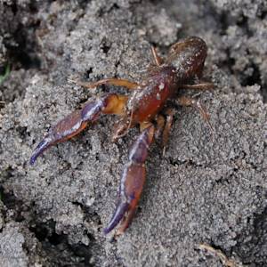 Burrowing Crayfish