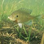 On Being Dismissive / Acting Senseless