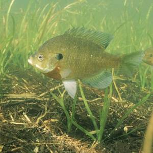 On Being Dismissive / Acting Senseless