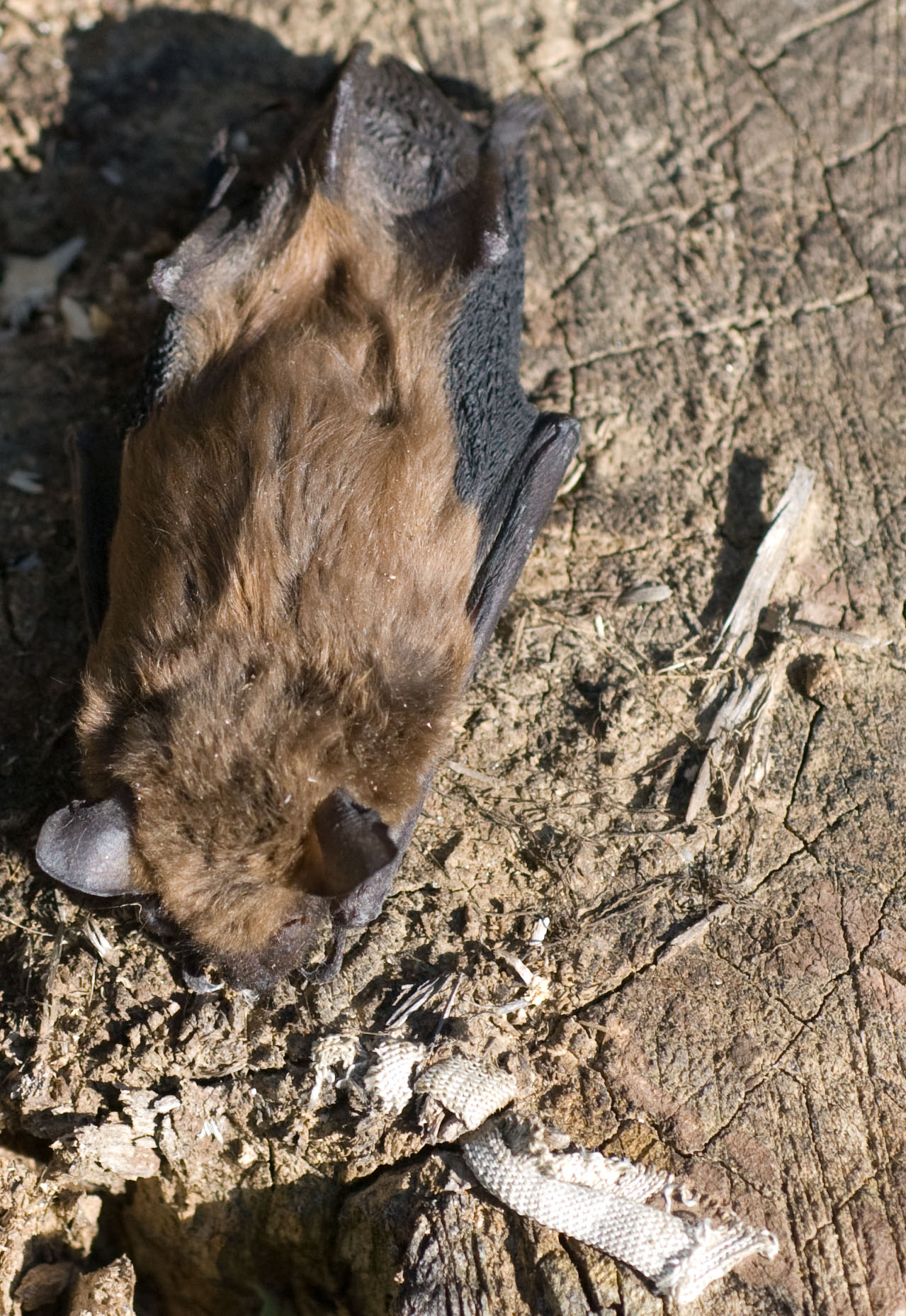 What is missing? | Connecticut Bats