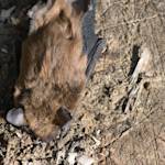 Connecticut Bats