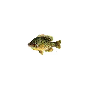 What is missing? | Sunfish