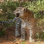 Anatolian Leopard