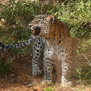 Anatolian Leopard