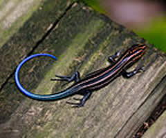 Blue-tailed Skink Lizard