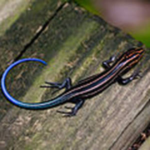 Blue-tailed Skink Lizard