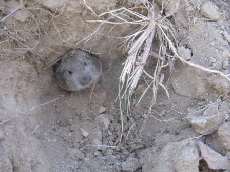 What is missing? | Wyoming Pocket Gopher: Denied ESA Protection