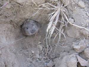 Wyoming Pocket Gopher: Denied ESA Protection