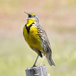 Western Meadowlarks Disappearing