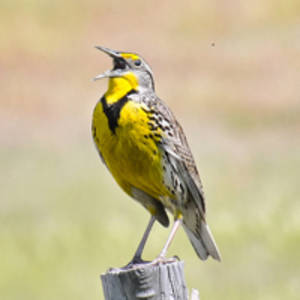 Western Meadowlarks Disappearing