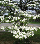 Dogwood Trees