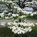 Dogwood Trees