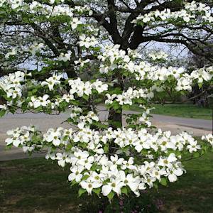 Dogwood Trees