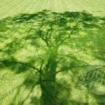 The Shady Tree In The School Yard