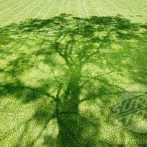 The Shady Tree In The School Yard