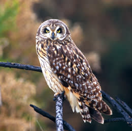 Pueo (Hawaiian Owl)