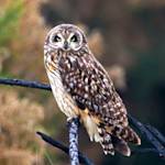Pueo (Hawaiian Owl)
