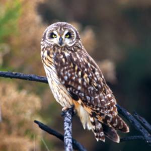 Pueo (Hawaiian Owl)