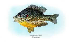 Pan Fish