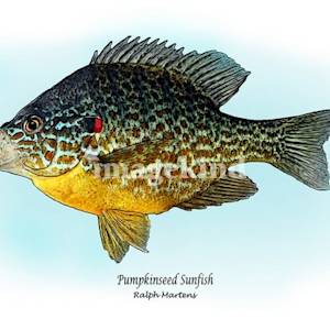 Pan Fish