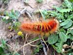 Gorbe-Nowroozi Caterpillar