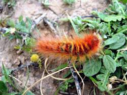 Gorbe-Nowroozi Caterpillar