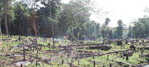 Deforestation 