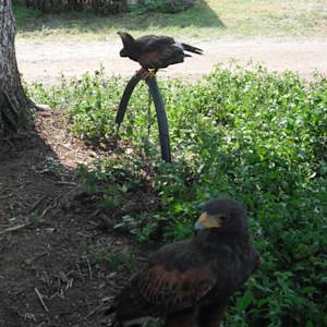 Recovery Of The Peregrines