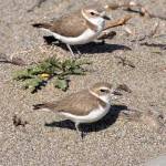 Western Snowy Plovers