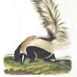 Skunks