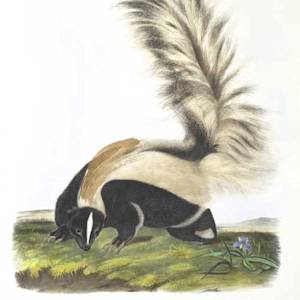 Skunks