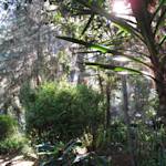 The Forests