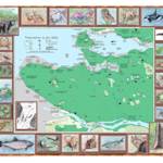 Salmon Forests Of Vancouver