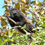 Saraguatos (Howling Monkey)
