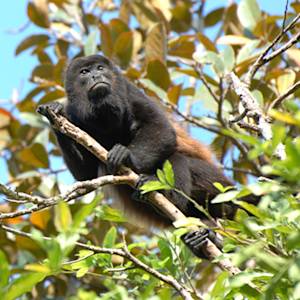 Saraguatos (Howling Monkey)