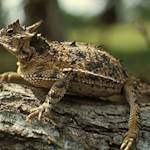 Texas Horned Lizard